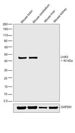 LHX3 Antibody