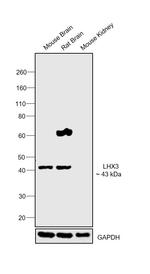 LHX3 Antibody
