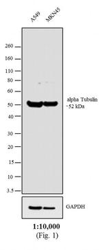F(ab')2-Goat anti-Rat IgG Fc Secondary Antibody, Biotin