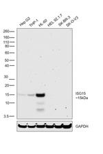 Lysozyme Antibody in Western Blot (WB)