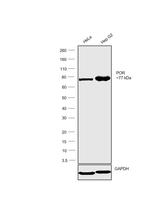 Cytochrome P450 Reductase Polyclonal Antibody