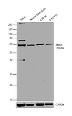 MBD1 Polyclonal Antibody