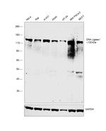 DNA Ligase I Polyclonal Antibody