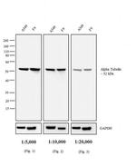 F(ab')2-Rabbit anti-Rat IgG (H+L) Secondary Antibody, AP