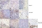 MSI1 Antibody in Immunohistochemistry (Paraffin) (IHC (P))