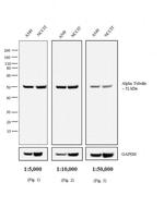 Rat IgG (H+L) Secondary Antibody in Western Blot (WB)