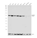 p38 MAPK Polyclonal Antibody