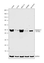 Caspase 2 Polyclonal Antibody
