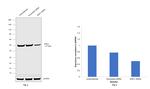 ENO1 Antibody in Western Blot (WB)
