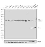 SP3 Antibody in Western Blot (WB)
