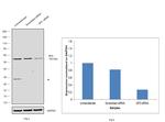 SP3 Antibody in Western Blot (WB)