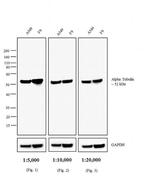 Chicken anti-Rat IgG (H+L) Secondary Antibody, AP