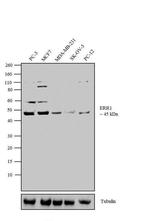 ESRRA Polyclonal Antibody