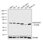RANGAP1 Antibody in Western Blot (WB)