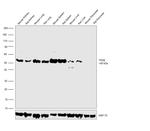 TFEB Antibody