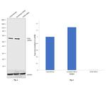 TFEB Antibody