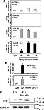 ESRRG Antibody in Western Blot (WB)