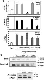 ESRRG Antibody in Western Blot (WB)