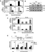 ESRRG Antibody in Western Blot, ChIP Assay (WB, ChIP)