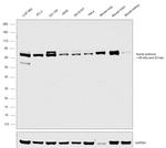NUMB Antibody in Western Blot (WB)