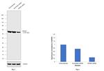 KPNA2 Antibody in Western Blot (WB)