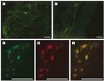 NEFL Antibody in Immunocytochemistry (ICC/IF)