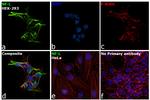 NEFL Antibody in Immunocytochemistry (ICC/IF)