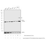 NTHL1 Antibody in Western Blot (WB)