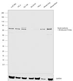 NUMB Antibody in Western Blot (WB)
