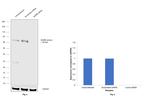 NUMB Antibody in Western Blot (WB)