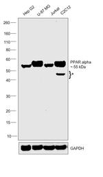 PPAR alpha Antibody in Western Blot (WB)