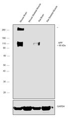 Amyloid Precursor Protein Antibody in Western Blot (WB)