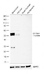 CYP3A4 Polyclonal Antibody