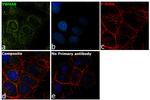 14-3-3 beta Antibody in Immunocytochemistry (ICC/IF)