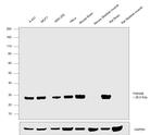 14-3-3 beta Antibody in Western Blot (WB)