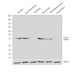 Skeletal Muscle Actin Antibody in Western Blot (WB)