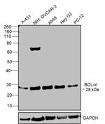 Bcl-xL Antibody in Western Blot (WB)
