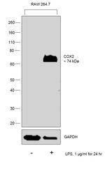 COX2 Antibody in Western Blot (WB)