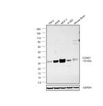 Cyclin D1 Antibody in Western Blot (WB)