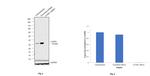 Cyclin D1 Antibody in Western Blot (WB)