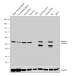Desmin Antibody in Western Blot (WB)