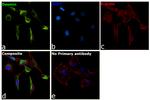 Desmin Antibody in Immunocytochemistry (ICC/IF)