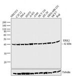 ERK2 Antibody in Western Blot (WB)