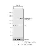 Complement C3 Polyclonal Antibody