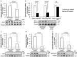 FIS1 Antibody in Western Blot (WB)