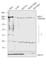 MDC1 Polyclonal Antibody