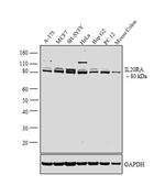 IL20RA Polyclonal Antibody