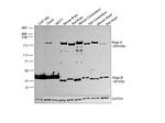 Nogo-A/B Antibody in Western Blot (WB)