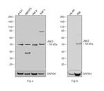 JNK2 Antibody in Western Blot (WB)