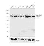 DNA Ligase I Polyclonal Antibody
